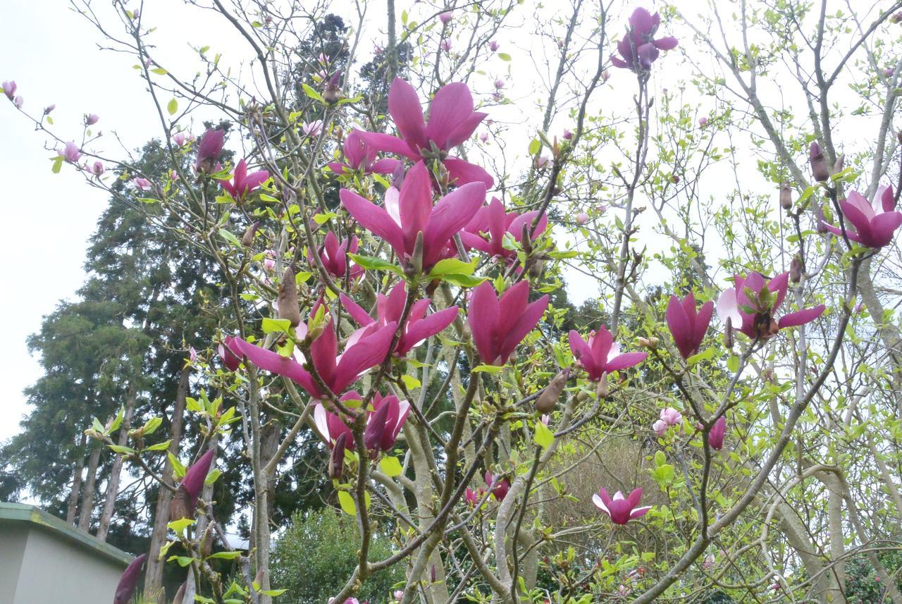 Highgate Bed And Breakfast & Garden Pirongia Экстерьер фото