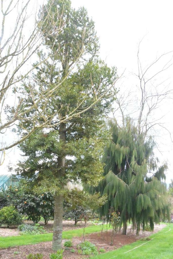 Highgate Bed And Breakfast & Garden Pirongia Экстерьер фото